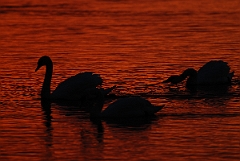 David Plant Photography - Wildlife Photographer - Mute swans at sunset - I